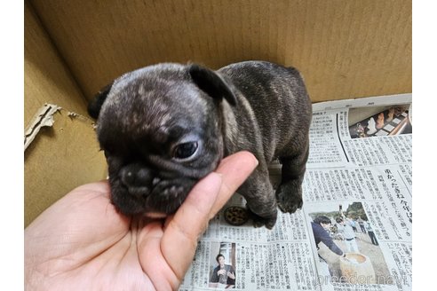 成約済の愛知県のフレンチブルドッグ-309796の3枚目