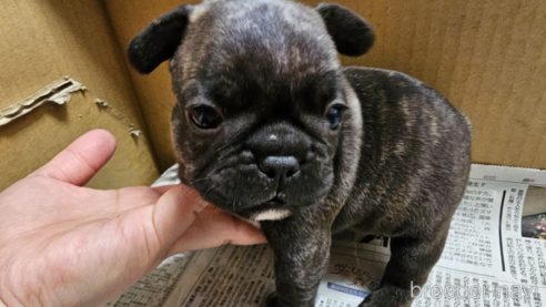 成約済の愛知県のフレンチブルドッグ-309796の1枚目