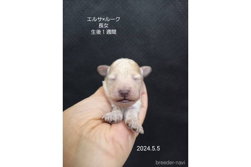 成約済の大阪府のタイニープードル-308552の15枚目