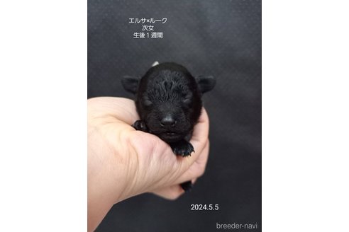 成約済の大阪府のタイニープードル-308554の13枚目