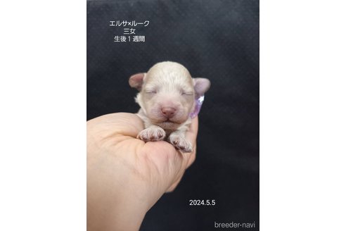 成約済の大阪府のタイニープードル-308556の9枚目