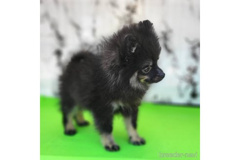 成約済の茨城県のポメラニアン-299648の43枚目