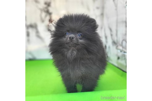 成約済の茨城県のポメラニアン-302648の10枚目