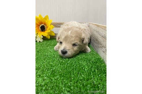 成約済の滋賀県のマルプー:マルチーズ×トイプードル-308807の19枚目