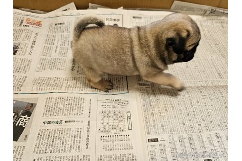 成約済の愛知県のパグ-309802の4枚目
