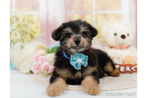 成約済の静岡県のチワプー:チワワ×トイプードル-309808の1枚目