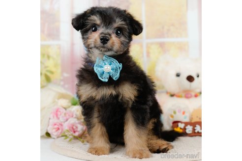 成約済の静岡県のチワプー:チワワ×トイプードル-309808の2枚目