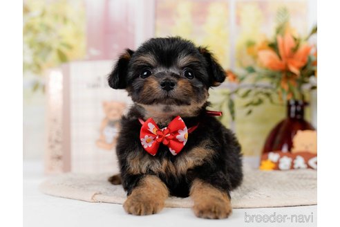 成約済の静岡県のチワプー:チワワ×トイプードル-309808の4枚目