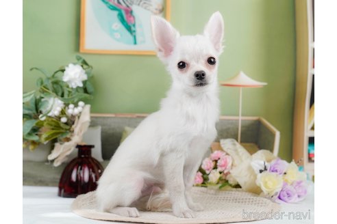 成約済の静岡県のチワワ(ロングコート)-309809の5枚目