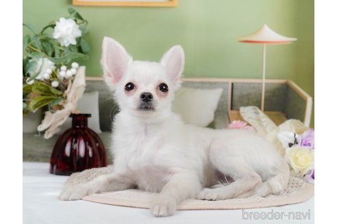 成約済の静岡県のチワワ(ロングコート)-309809の1枚目