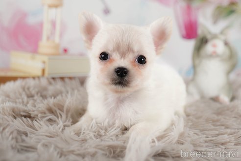 成約済の静岡県のチワワ(ロングコート)-309809の2枚目