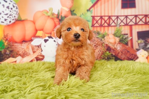 成約済の静岡県のトイプードル-309812の4枚目