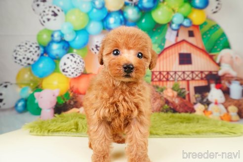 成約済の静岡県のトイプードル-309812の5枚目