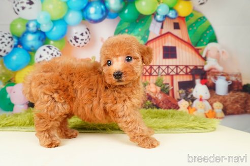 成約済の静岡県のトイプードル-309812の6枚目