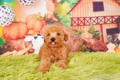 成約済の静岡県のトイプードル-309812の3枚目