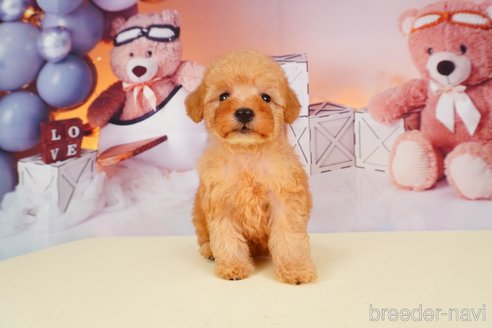 成約済の静岡県のトイプードル-309814の6枚目