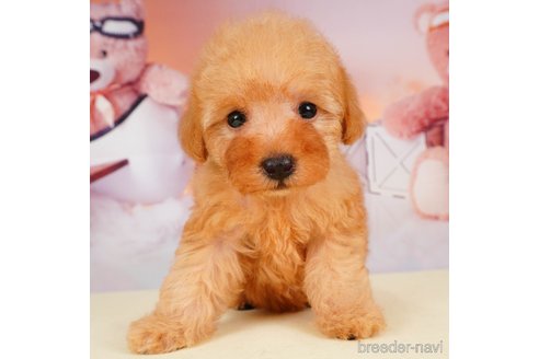 成約済の静岡県のトイプードル-309814の7枚目