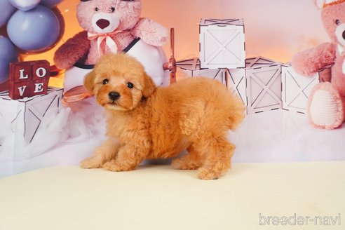 成約済の静岡県のトイプードル-309814の5枚目