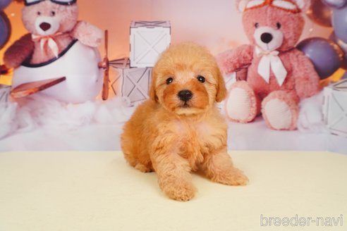 成約済の静岡県のトイプードル-309814の4枚目