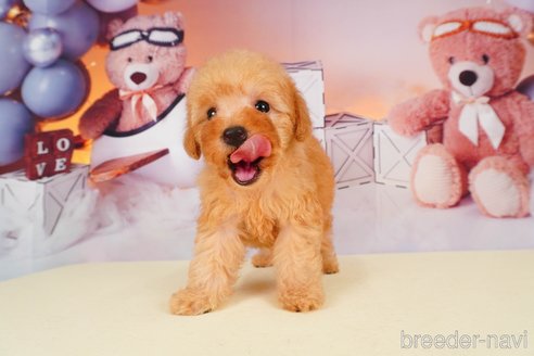 成約済の静岡県のトイプードル-309814