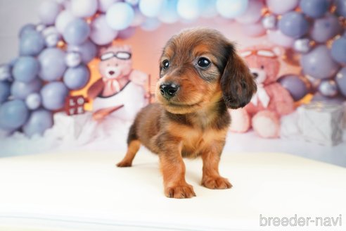 成約済の静岡県のミニチュアダックスフンド(ロングヘアード)-309815の5枚目