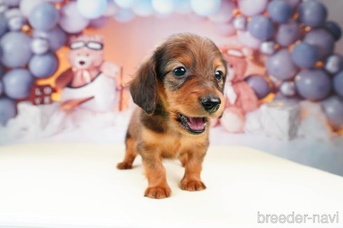 成約済の静岡県のミニチュアダックスフンド(ロングヘアード)-309815の6枚目