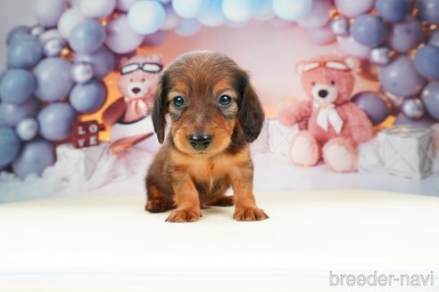 成約済の静岡県のミニチュアダックスフンド(ロングヘアード)-309815の4枚目