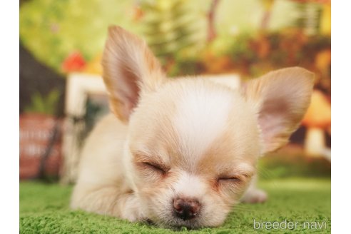 成約済の静岡県のチワワ(ロングコート)-309817の5枚目