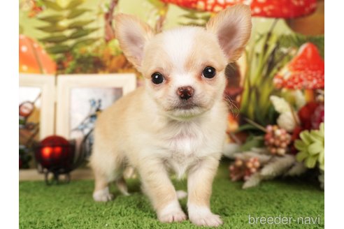 成約済の静岡県のチワワ(ロングコート)-309817の4枚目