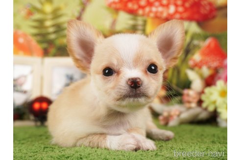 成約済の静岡県のチワワ(ロングコート)-309817の3枚目