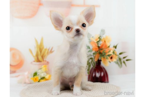 成約済の静岡県のチワワ(ロングコート)-309817