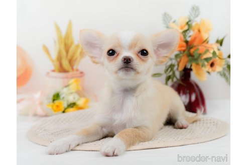 成約済の静岡県のチワワ(ロングコート)-309817の2枚目