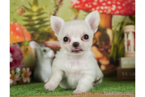 成約済の静岡県のチワワ(ロングコート)-309818の6枚目