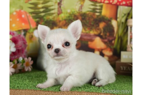 成約済の静岡県のチワワ(ロングコート)-309818の3枚目