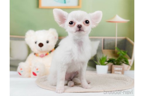 成約済の静岡県のチワワ(ロングコート)-309818の4枚目