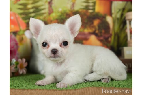 成約済の静岡県のチワワ(ロングコート)-309818の5枚目