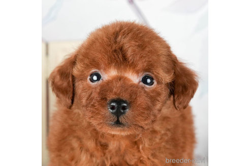 成約済の静岡県のタイニープードル-309822の1枚目