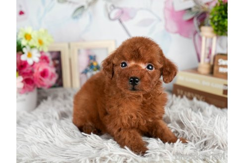 成約済の静岡県のタイニープードル-309822の5枚目