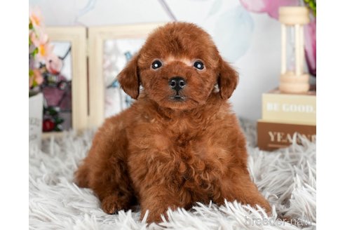 成約済の静岡県のタイニープードル-309822の2枚目