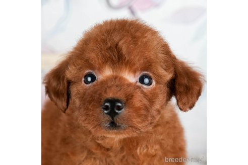 成約済の静岡県のタイニープードル-309822の3枚目