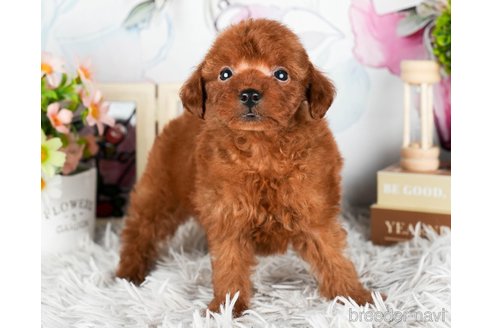 成約済の静岡県のタイニープードル-309822の4枚目