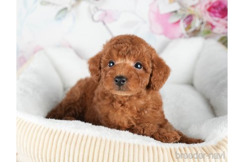 成約済の静岡県のトイプードル-309823の7枚目