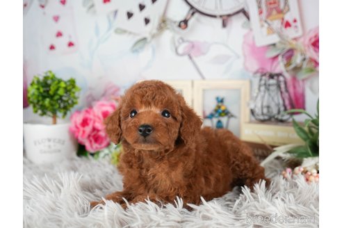 成約済の静岡県のトイプードル-309823の6枚目