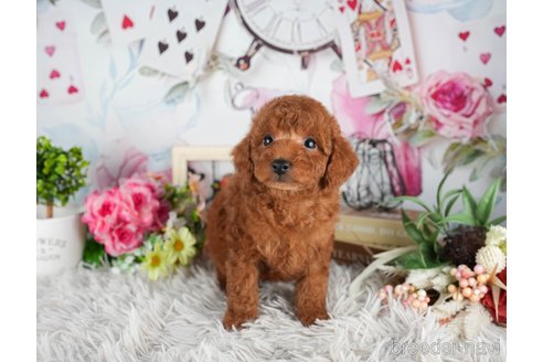 成約済の静岡県のトイプードル-309823の5枚目