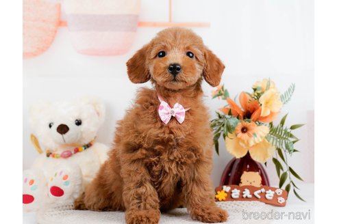 成約済の静岡県のトイプードル-309824の6枚目