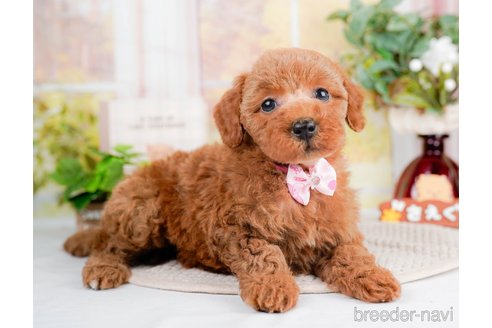 成約済の静岡県のトイプードル-309824の4枚目