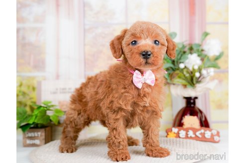 成約済の静岡県のトイプードル-309824の5枚目