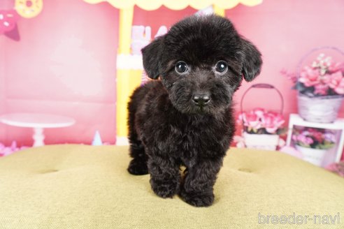 成約済の静岡県のトイプードル-309826の5枚目