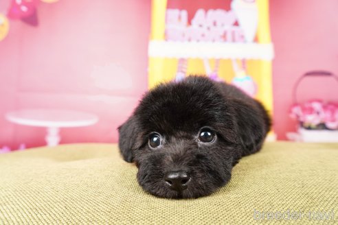 成約済の静岡県のトイプードル-309826の2枚目