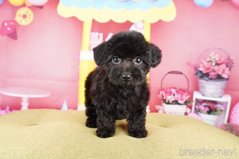 成約済の静岡県のトイプードル-309826の3枚目